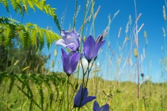 Harebell - Campanula rotundifolia