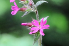 Red Campion-Silene dioica