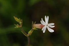 White Campion-Silene latifolia
