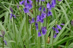 Bluebell- Hyacinthoides non-us, arrow Hills NR, Harwell,