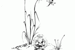 Vole with background reeds