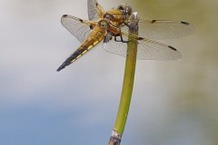 Libellula depressa - Broad-bodied Chaser, (male), Austerfield.
