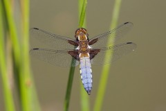 Libellula depressa - Broad-bodied Chaser, (male), Austerfield.
