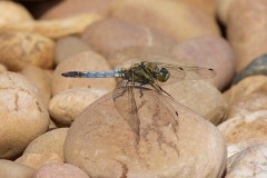 Orthetrum cancellatum - Black-tailed Skimmer, male, Austerfield.