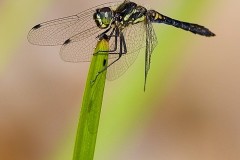 Sympetrum danae - Black Darter, (male), Austerfield.