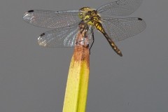 Sympetrum danae - Black Darter, (male), Austerfield.