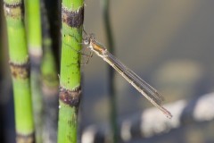 Lestes sponsa - Emerald Damselfly, Austerfield.