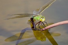Anax imperator -Emperor Dragonfly, Austerfield.