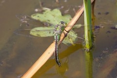 Anax imperator -Emperor Dragonfly, Austerfield.
