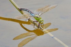 Anax imperator -Emperor Dragonfly, Austerfield.