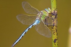 Anax imperator - Emperor Dragonfly, (male), Austerfield.