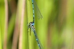Coenagrion puella - Azure Damselfly, Austerfield.