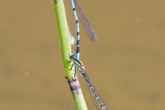Enallagma cyathigerurm - Common Blue Damselfly, Austerfield.