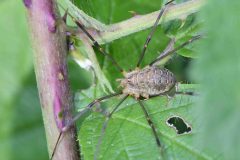 Opilio canestrinii, Danes Hill NR (6 August 2025) 