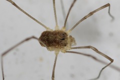 Rilaena triangularis, Loversall Delf, Potteric Carr.