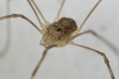 Rilaena triangularis, Loversall Delf, Potteric Carr.