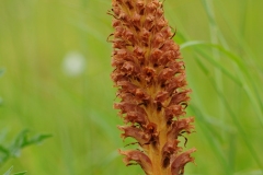 Knapweed Broomrape (Orobanche-elatior), Barnack Hills & Holes, Cambridgeshire