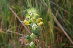 Greater Hay Rattle, Rhinanthus angustifolius, Thorne Moor 2012