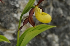 Lady's-slipper Orchid (Cypripedium calceolus), Gait Barrows NNR, Lancs.
