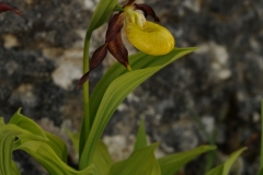 Lady's-slipper Orchid (Cypripedium calceolus), Gait Barrows NNR, Lancs.