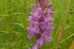 Southern Marsh Orchid (Dactylorhiza praetermissa), Pleasley Country Park, Derbys.