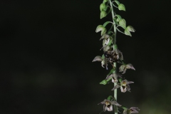 Broad-leaved Helleborine (Epipactis helleborine), Gamston Wood, Notts.