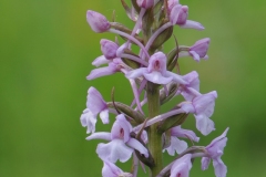 Fragrant Orchid (Gymnadenia conopsea), Barnack Hills & Holes, Cambs.