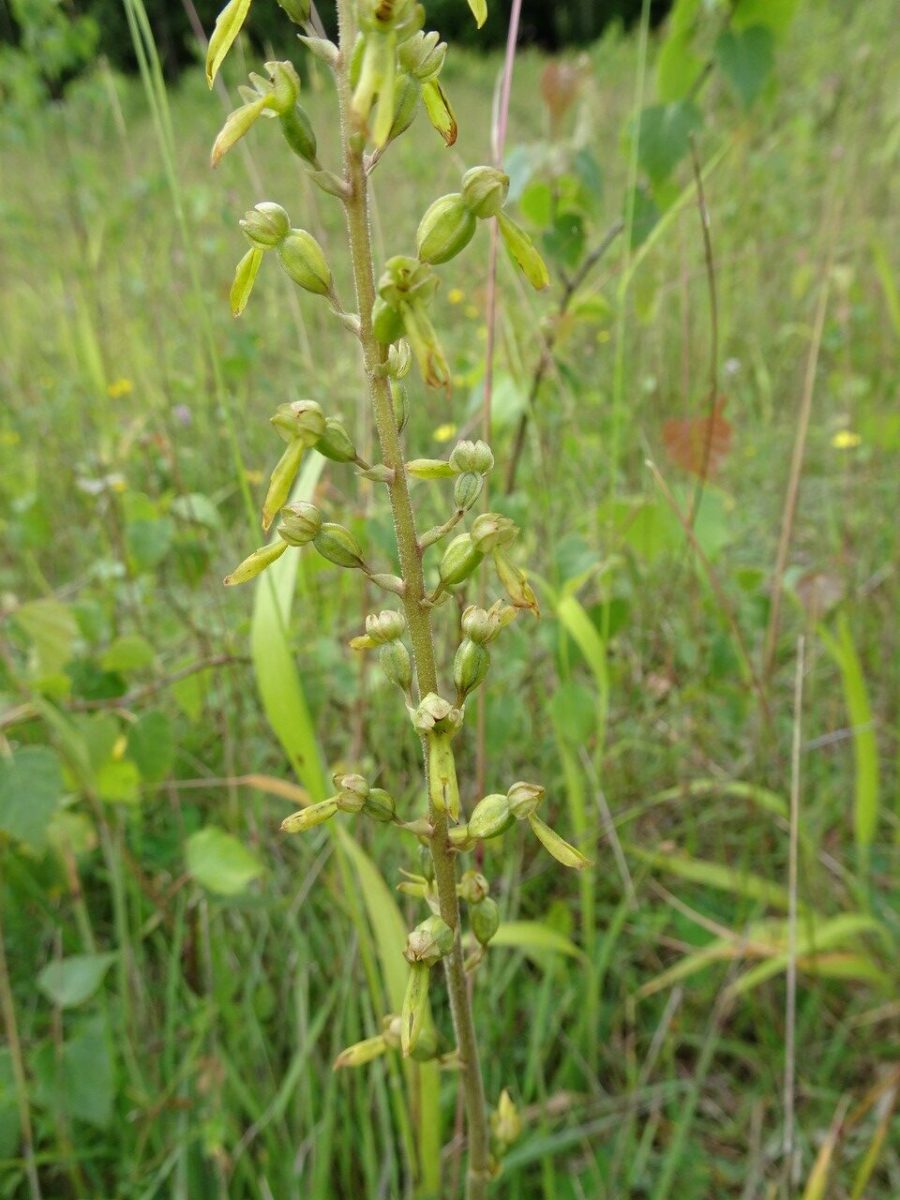 Common Twayblade (Listera ovata), Sproborough.
