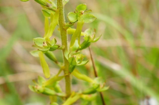 Common Twayblade (Listera ovata), Thorne Moor.