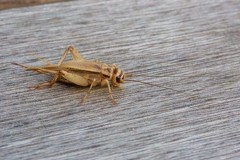 Acheta domesticus, - House Cricket, Woodside Nurseries, Austerfield.