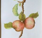 No. 1 Eating Apples Malus domestica