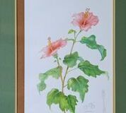 No. 11 Hibiscus sp.