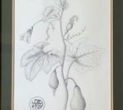 No. 18 Ornamental Gourds