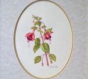 No. 16 Fuchsia 'Phyllis'