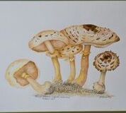 No. 23 Shaggy Parasol (Lepiota rachoides) Potteric Carr