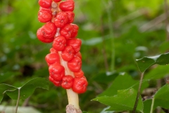 Lords and Ladies (Arum maculatum). Whitwell Common, Derbyshire.