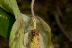 Lords and Ladies (Arum maculatum). Anston Stones Wood.