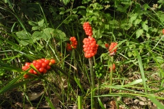 Lords and Ladies (Arum maculatum). Lindrick Common.