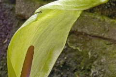Lords and Ladies (Arum maculatum). Whitwell Wood, Derbyshire.