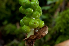 Lords and Ladies (Arum maculatum). Anston Stones Wood.