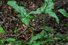 Rare Lords-and-Ladies (Arum italicum), Anston.