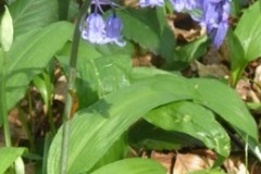 Bluebell (Hyacinthoides non-a), Melton Wood.