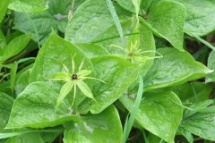 Herb-Paris (Paris quadrifolia), Ox Close Wood East Kewick Wildlife Trust.