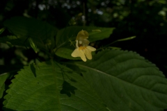Small Balsam (Impatiens parviflora), NT Clumber Park, Notts.