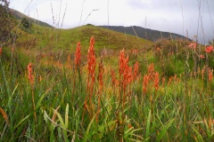 Bog Asphodel (Narthecium ossifragum), Dovestone Reservoir, Saddleworth Moor.