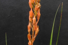 Bog Asphodel (Narthecium ossifragum), Dovestone Reservoir, Saddleworth Moor.