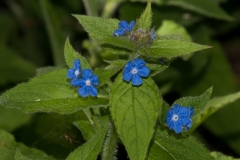 Green Alkanet (Pentaglottis sempervirens), Lound, Notts.