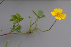Creeping Cinquefoil - Potentilla reptans, Dinnington