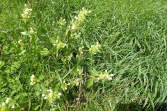 Large-flowered Hemp-nettle (Galeopsis speciosa), Carr Lodge.