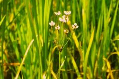 Butomus umbellatus, Flowering Rush, Thorpe Marsh 1982